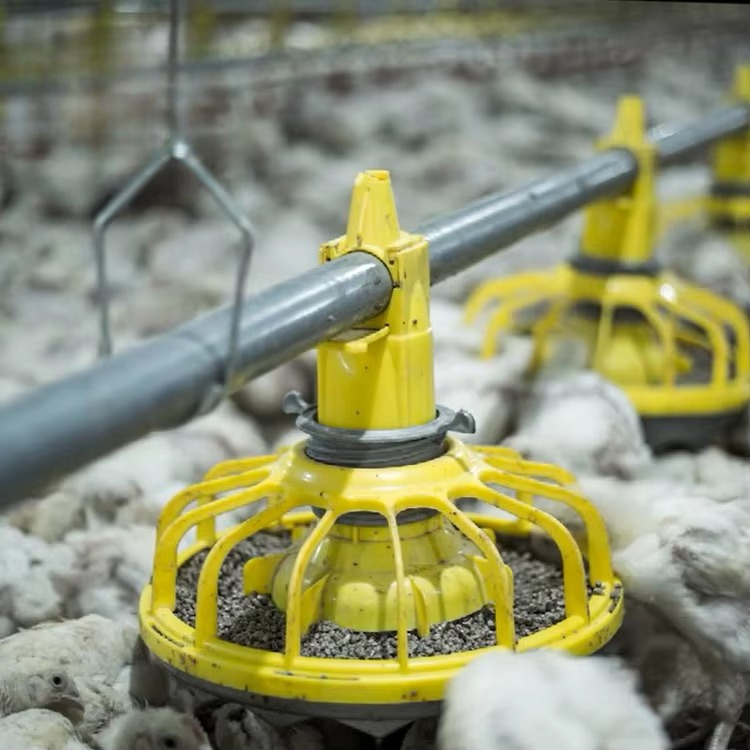 Chicken and poultry agricultur - Farming Agriculture Equipment ulasan dan harga