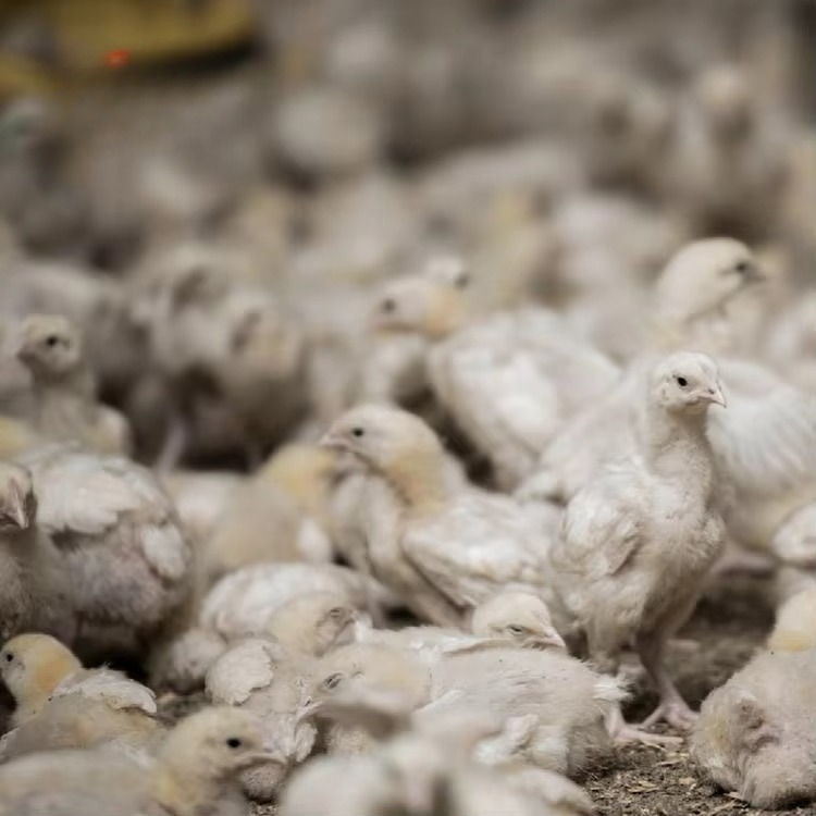 Chicken and poultry agricultur - Farming Agriculture Equipment ulasan dan harga